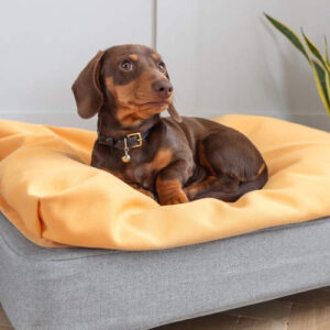 A brown dachshund lying on a Topology bed with a yellow bean bag topper