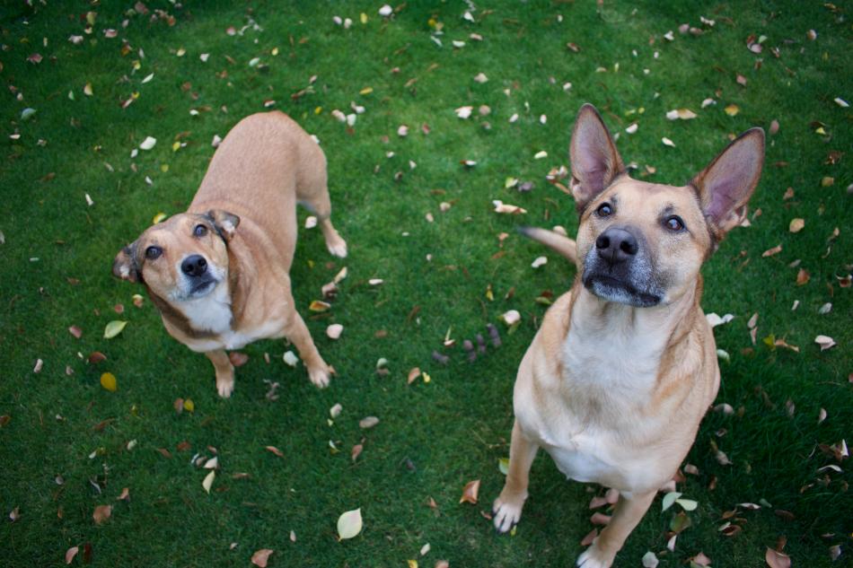 Cani: consigli per non farli annoiare in assenza del padrone