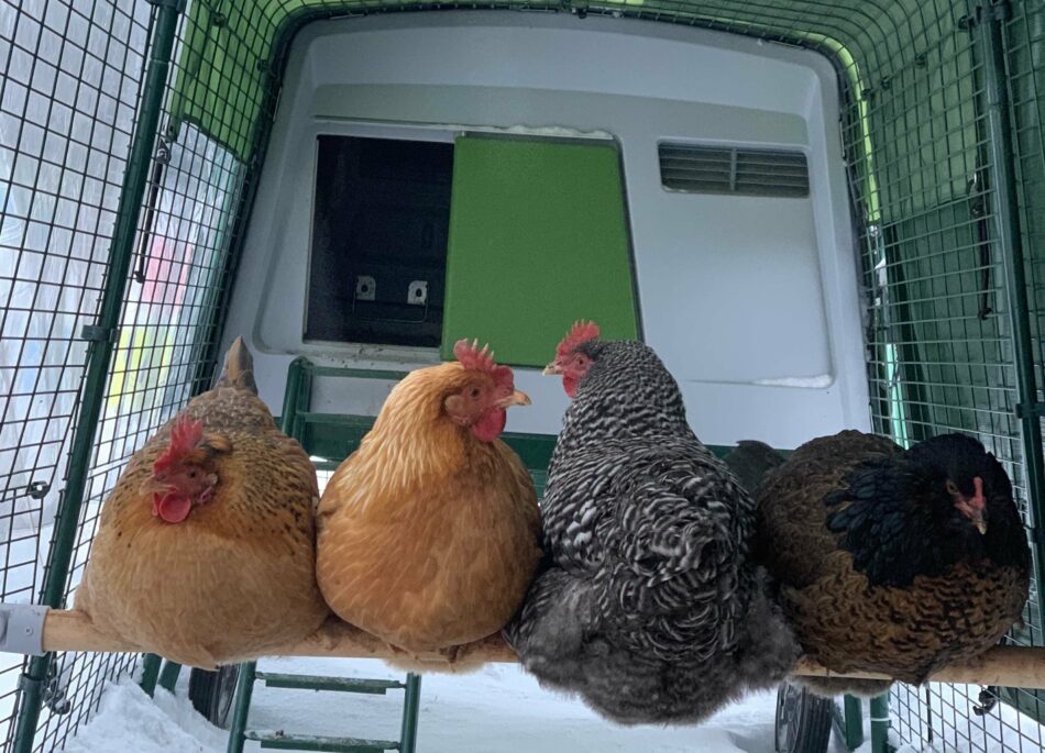 How cold can chickens tolerate? Omlet Blog UK