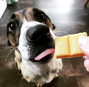 Ecco come festeggiare il compleanno del vostro cane in un modo extra  speciale.