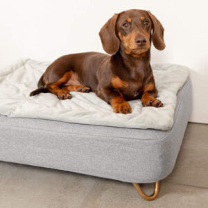 A brown dachshund lying on a Topology bed with a quilted topper