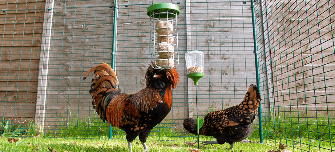 A cockerel and hen with an Omlet Caddi Treat Holder and Peck Toy