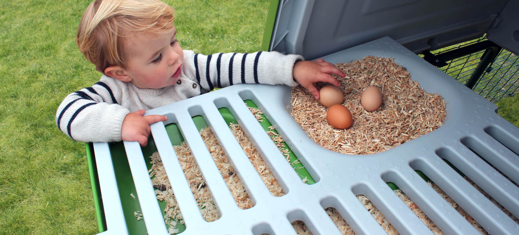 Boy collecting eggs from Eglu nesting box
