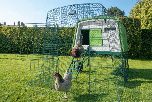 Chickens walking down the Omlet Eglu Cube