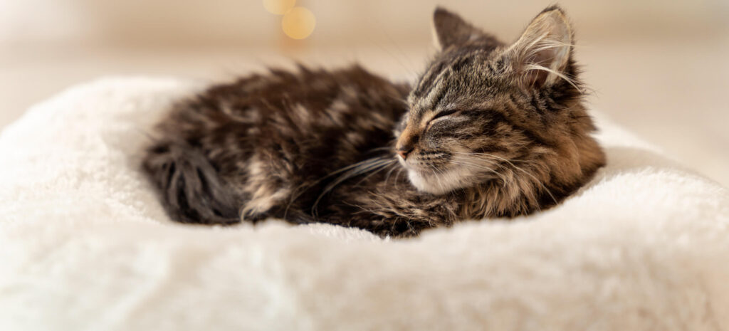 Up-close photo of a small kitten laying on the Maya Donut Cat Bed