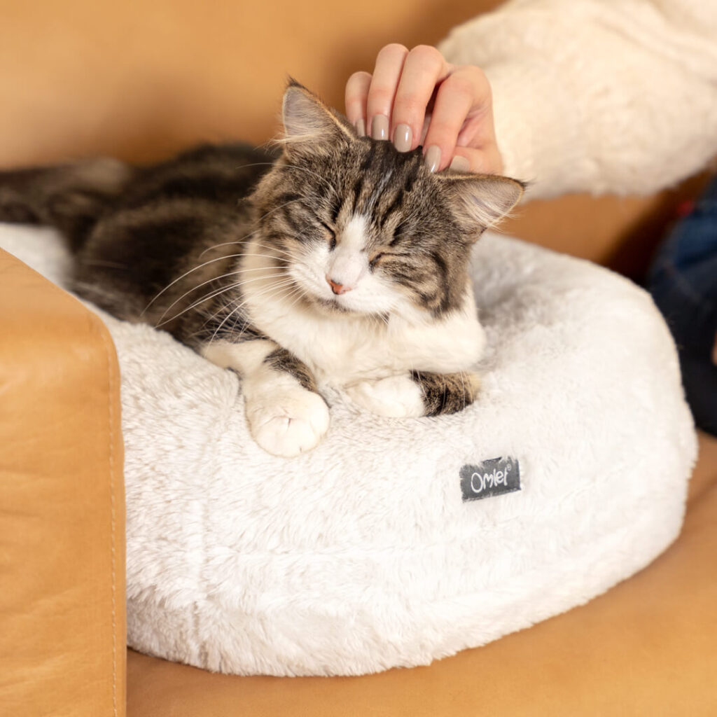 A cat being pet on the head laying on the snowball white Maya Donut Cat Bed