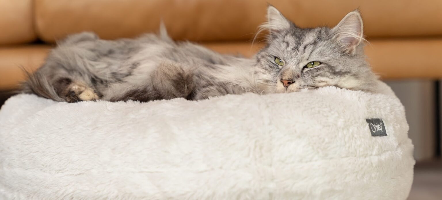 Why Won’t My Cat Sleep in Its Own Bed? Omlet Blog UK