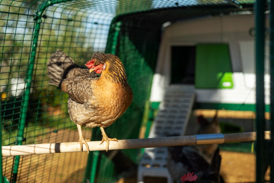 chicken perching in eglu pro chicken run