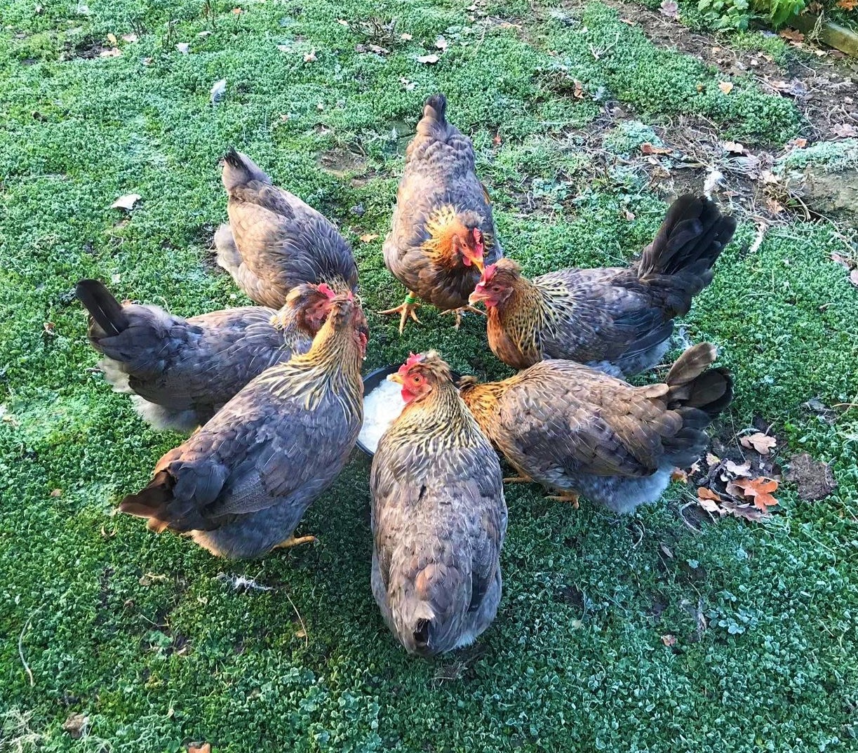 Kippen pikken naar voer