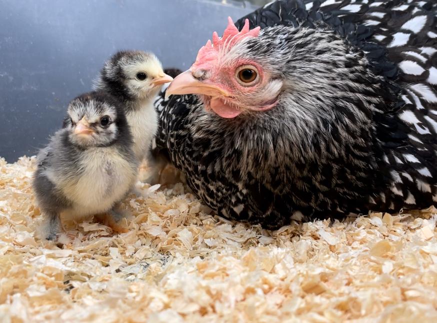 chicks with a mother hen