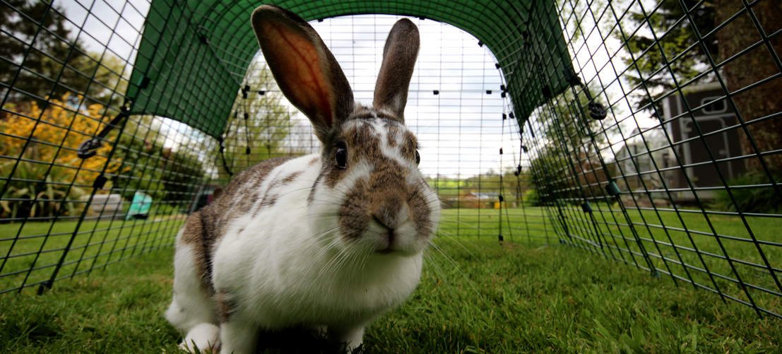 White and brown old rabbit in their Omlet Eglu Go Rabbit Hutch