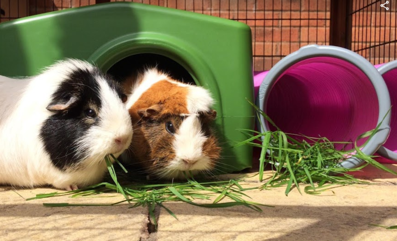 Guinea pigs are eating