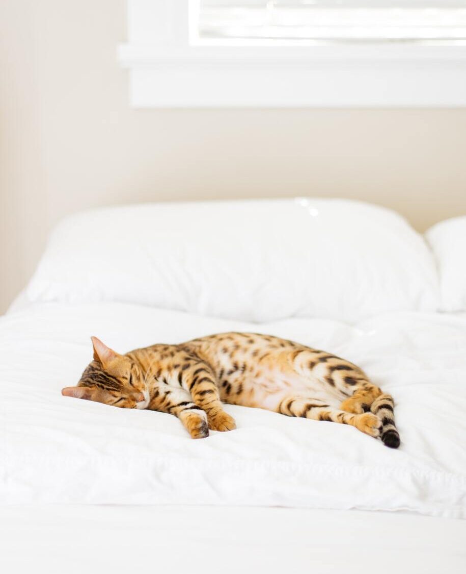 Why Won’t My Cat Sleep in Its Own Bed? Omlet Blog UK