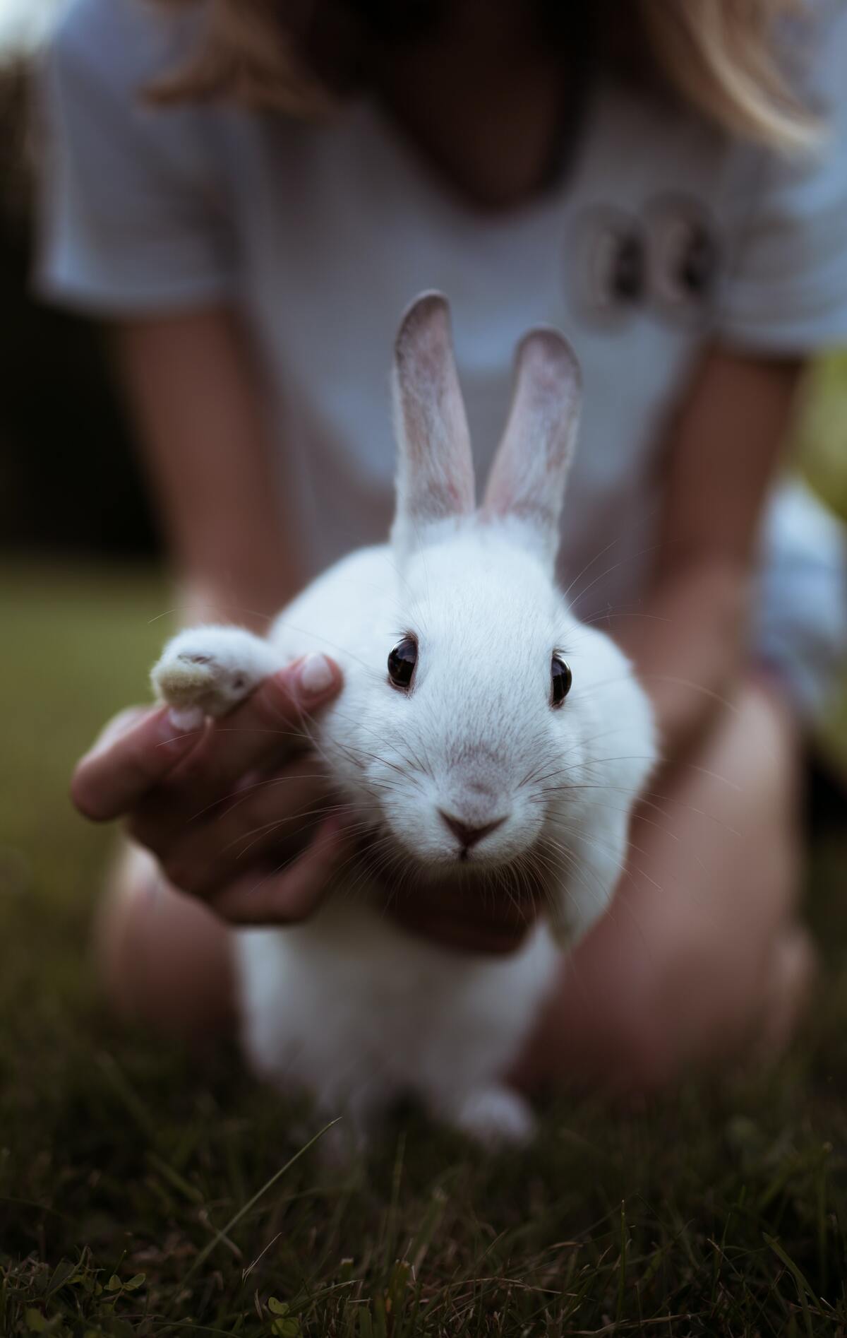 10 tip til at holde kaniner sunde glade - Omlet DK