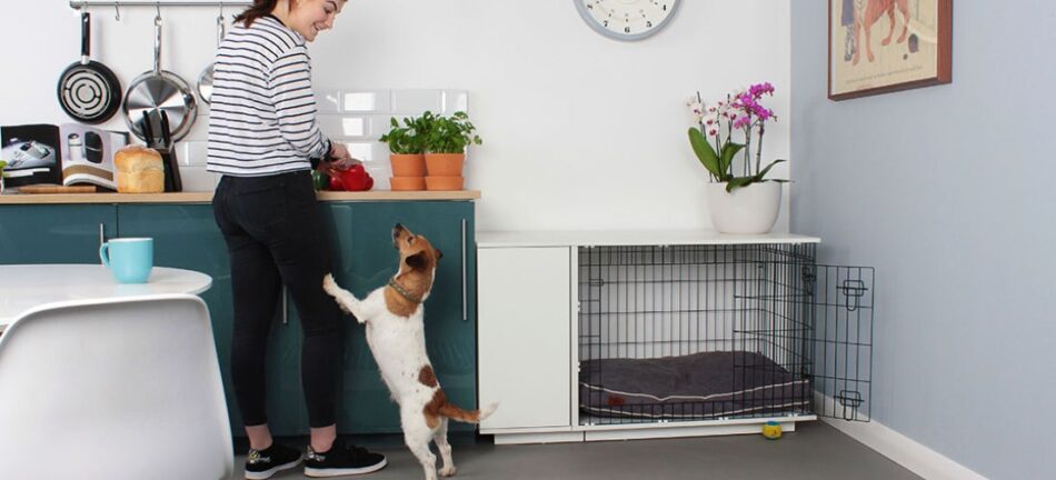 Dog jumping on owner next to Omlet Fido Studio Dog Crate