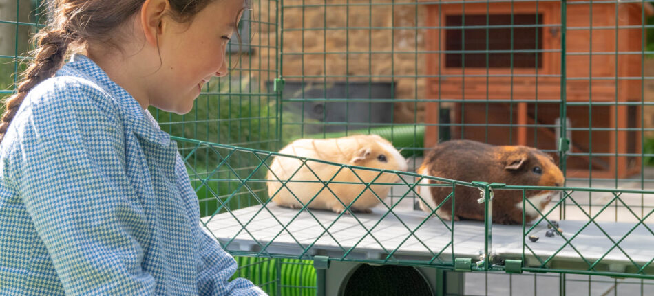 Girl watching two guinea pigs playing on Omlet Zippi Guinea Pig Platforms