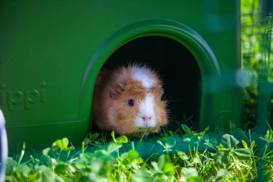 Guinea pig in Omlet Zippi Guinea Pig Shelter - green