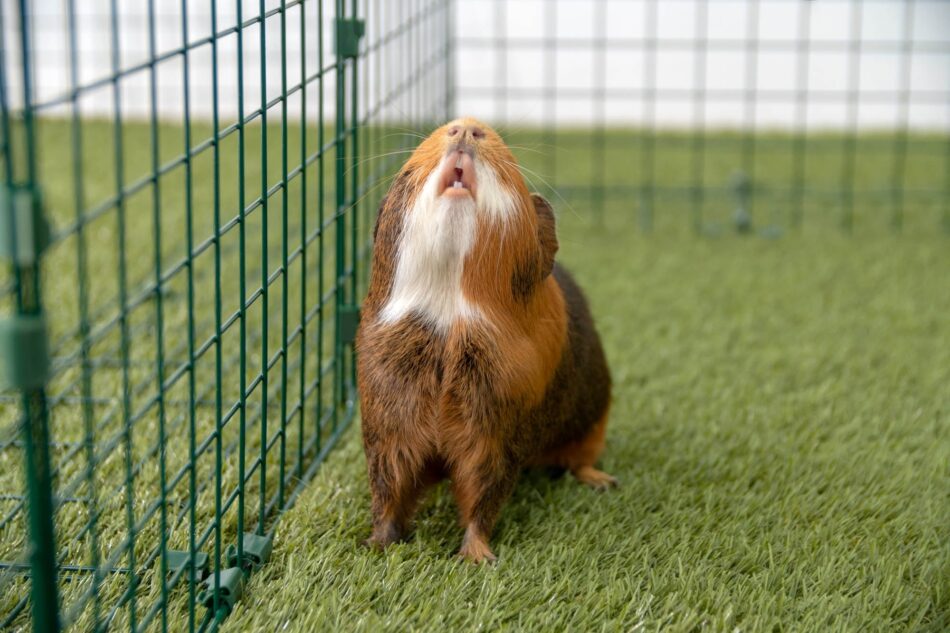 What sound does a guinea pig make deals when it's happy