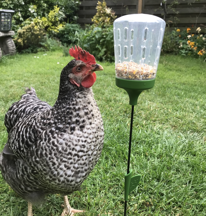 Mangiatoia per galline - Nel Pollaio