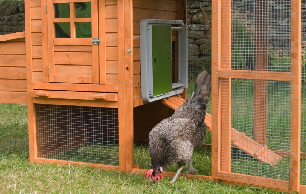 Puerta Automática de Gallinero: Gallinas Seguras de Noche