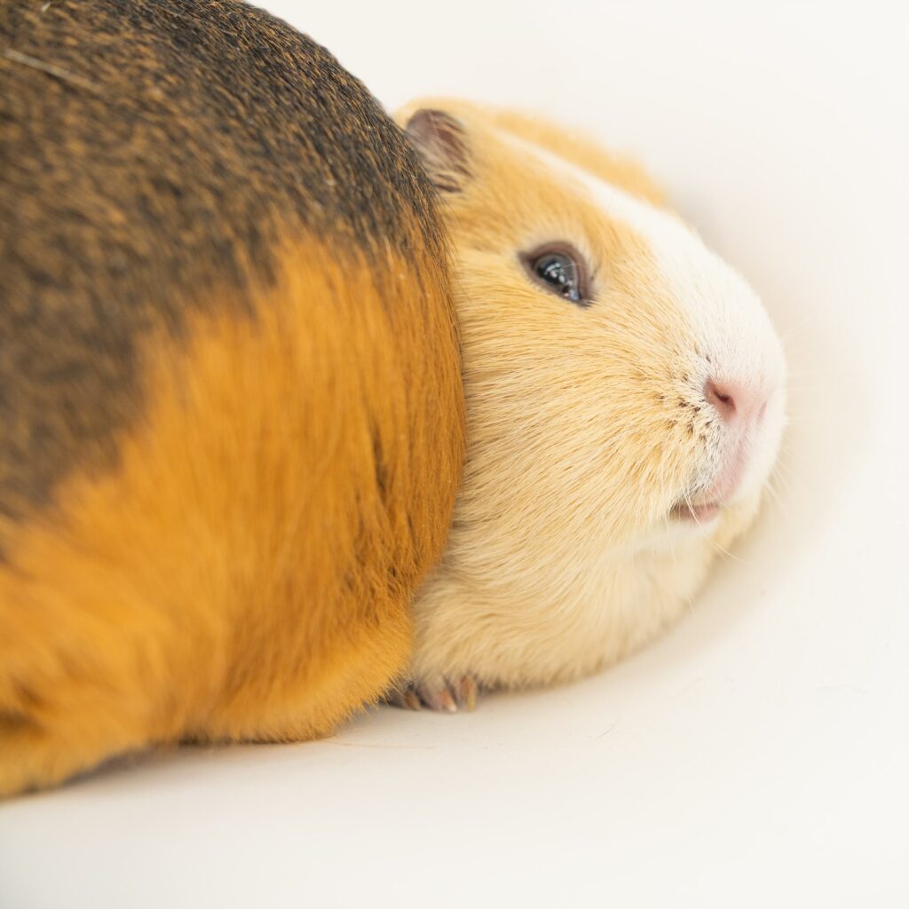 How Can I Read The Body Language Of My Guinea Pig? - Omlet Blog Us