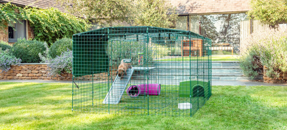 Rabbit hopping down Zippi Rabbit Platform in Zippi Rabbit Run