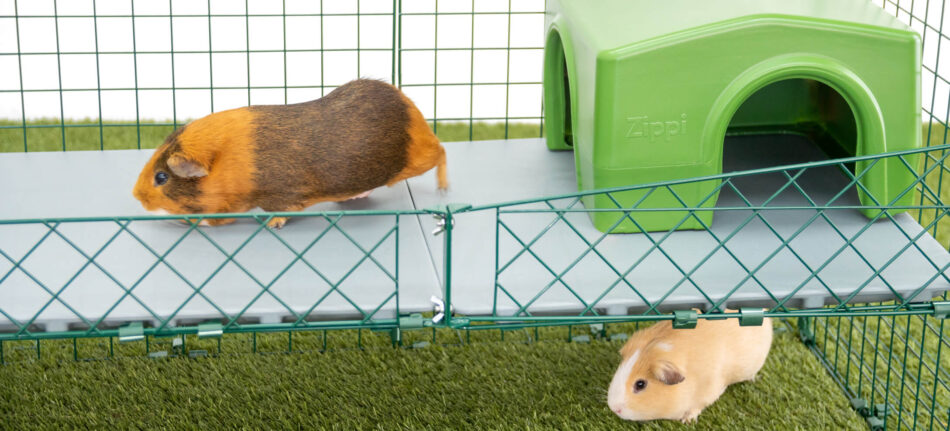 Two guinea pigs in front of Omlet Zippi Guinea Pig Shelter