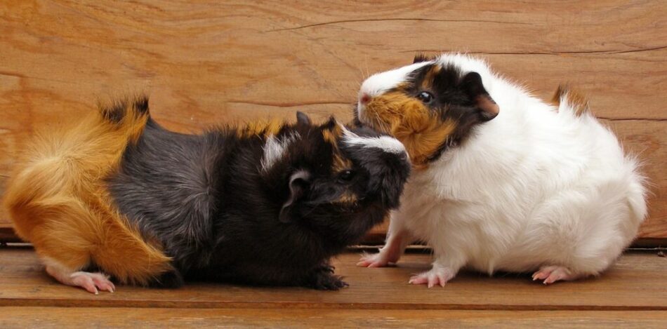 Two guinea pigs together - guinea pig body language