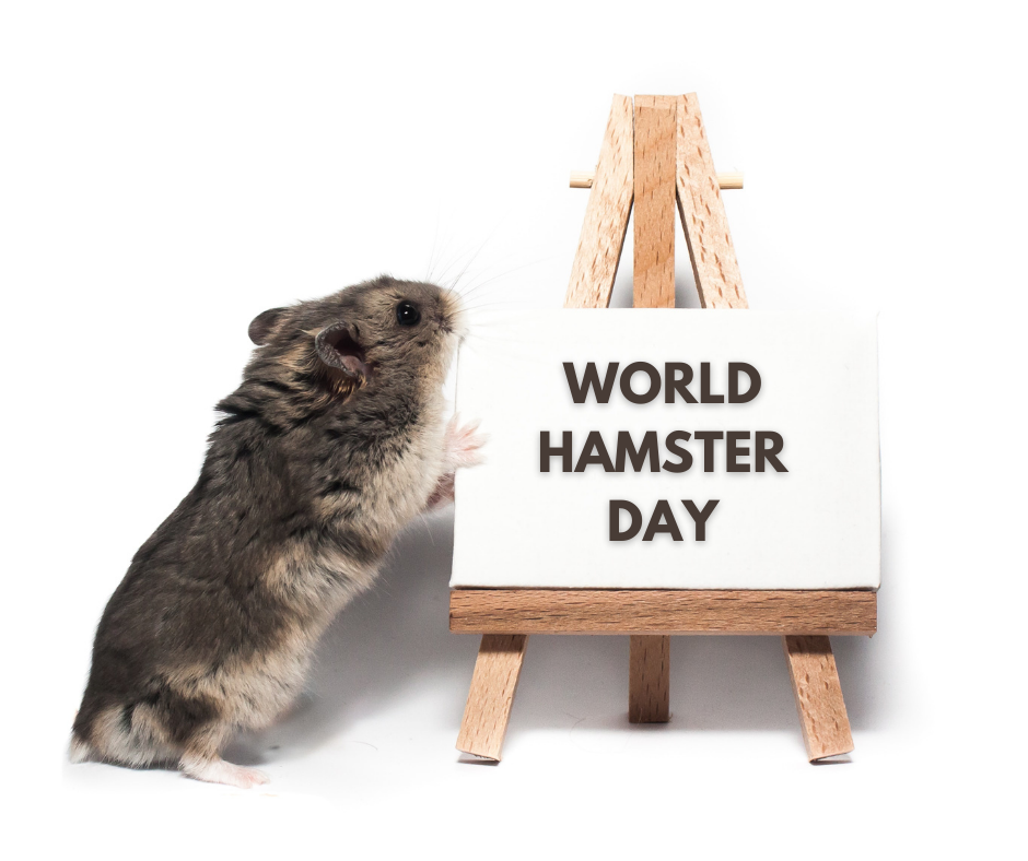 World Hamster Day 10 Reasons why Hamsters Make Great Pets! Omlet