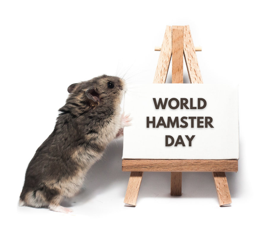 World Hamster Day 10 Reasons Why Hamsters Make Great Pets! Omlet