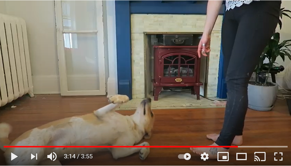 Screenshot van YouTube video van hond die trucje doet