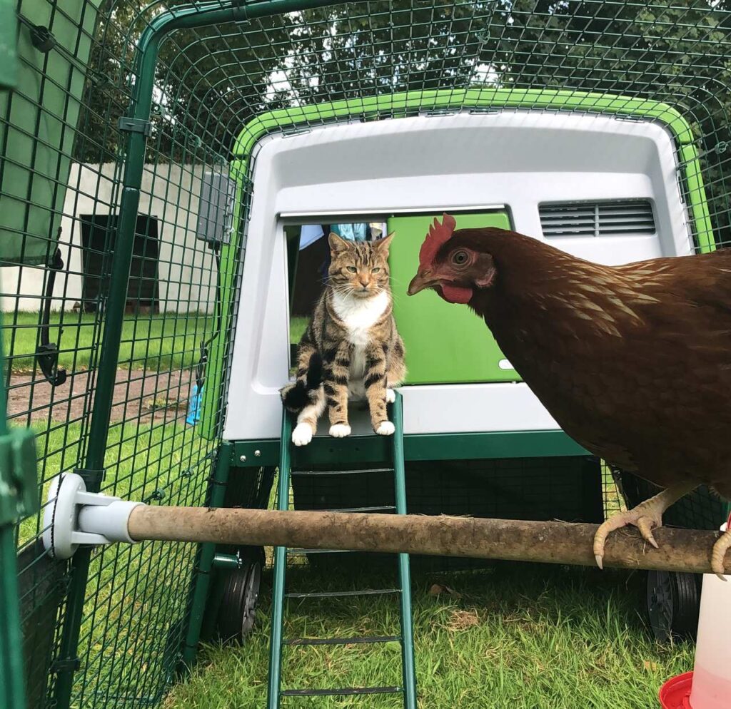Cat looking at a chicken perching in their Omlet Chicken Run