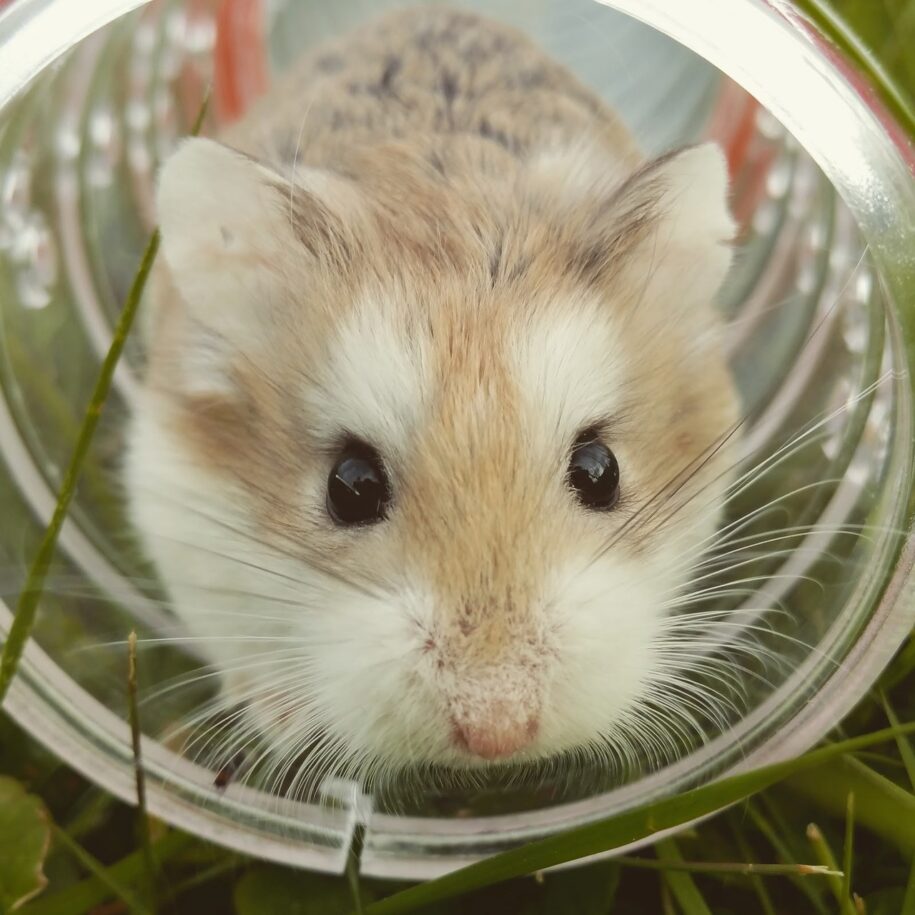 20 Hamsters At Capacity  Dwarf hamster, Hamster, Baby hamster