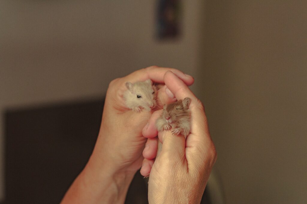 Nid doux coton pour Hamster Rat et Souris 100 g - Petits mammifères -  Animal.Compagnie