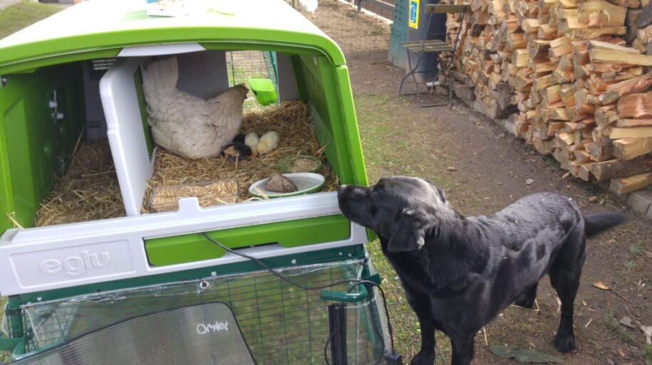 Black dog looking at a nesting hen in their Eglu Cube Chicken Coop