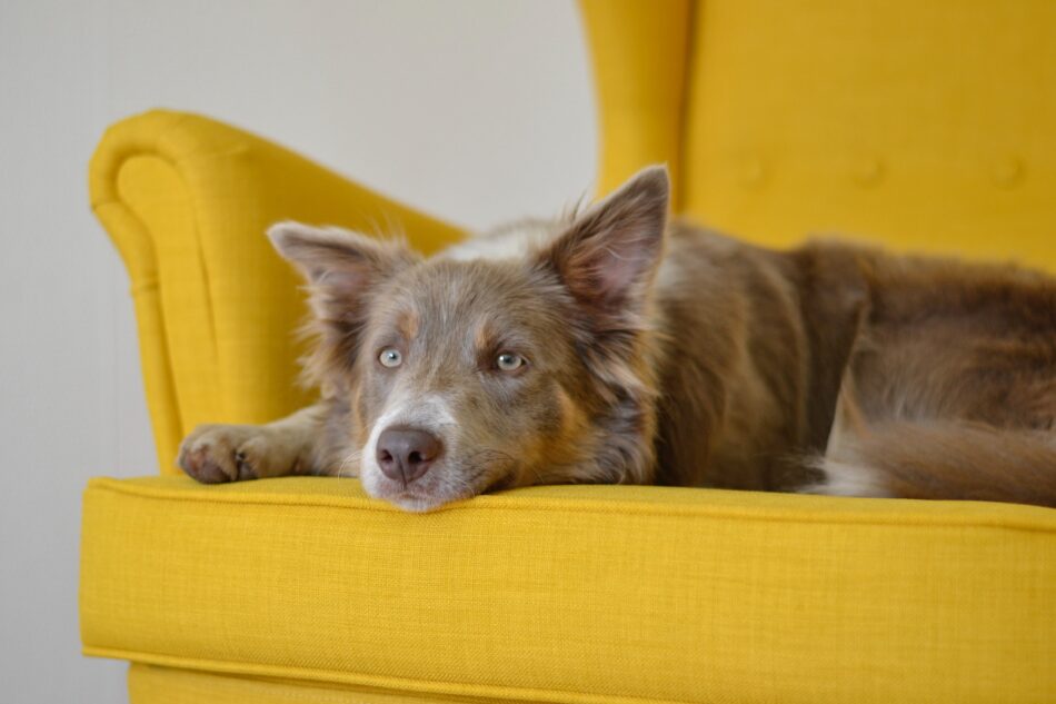 Border Collie lying on bright yellow sofa