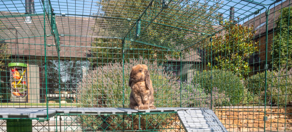Brown rabbit stood on hind legs on Zippi Rabbit Run Platforms
