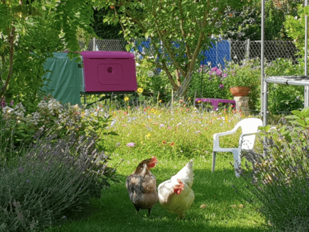 Chickens and their Omlet Eglu Go Up in the sunshine