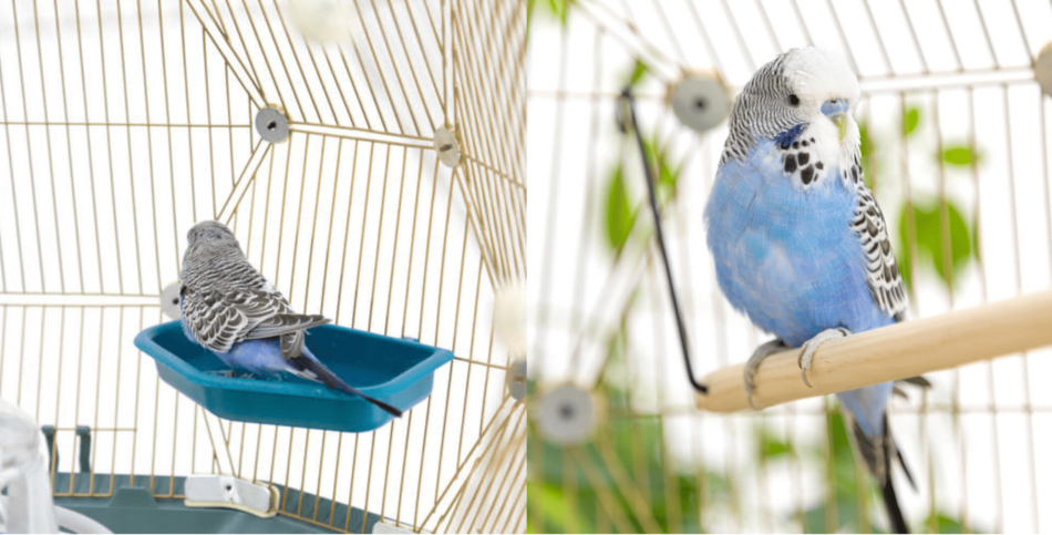 Collage of blue and grey budgie in Omlet Geo Bird Cage