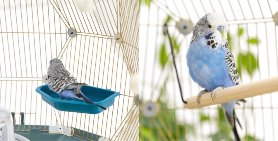 Collage van blauw-grijze parkiet in Omlet Geo vogelkooi