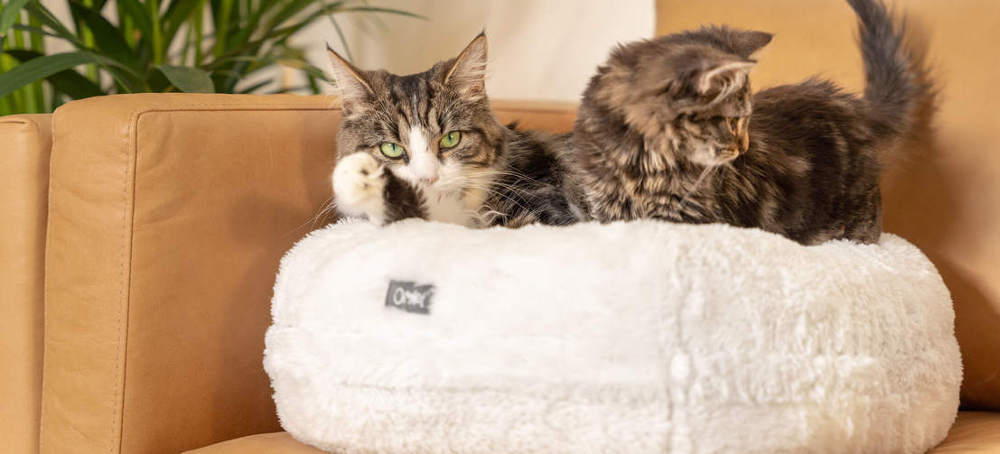 Twee katten relaxen op een Omlet Maya Donut kattenmand