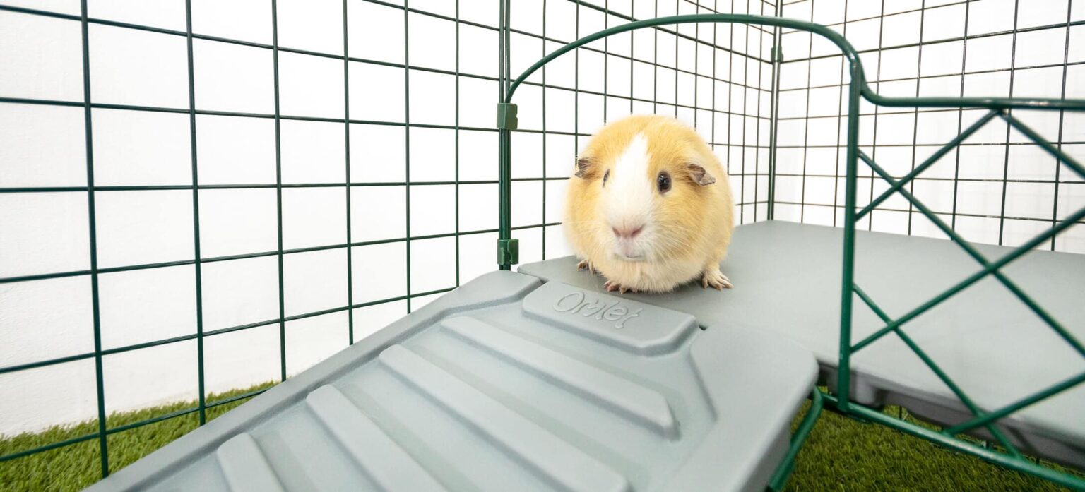 Guinea pig activities how to keep your cavies entertained Omlet Blog UK