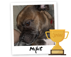 Pride of Omlet: Mipit Makes Sense - Omlet Blog UK