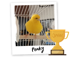 Pride of Omlet: Perfect Peaky - Omlet Blog UK