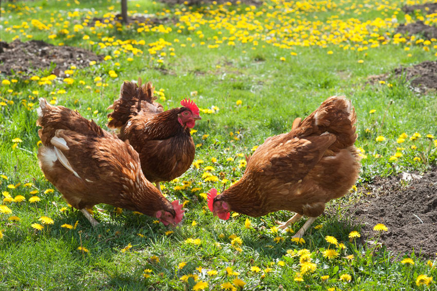 Spring chickens pecking at yellow flowers