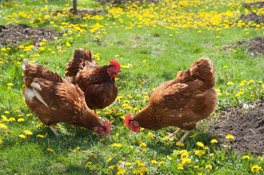 Waarom de lente de beste tijd is om kippen te gaan houden - NL