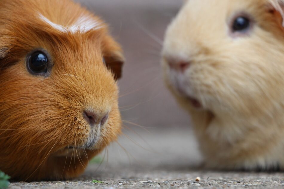 dos-and-don-ts-of-owning-guinea-pigs-omlet-blog-australia