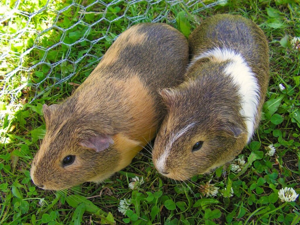 Dos and Don'ts of Owning Guinea Pigs - Omlet Blog Australia