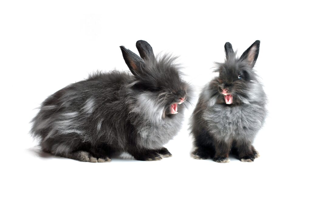 twee grijze, boze, agressieve konijnen