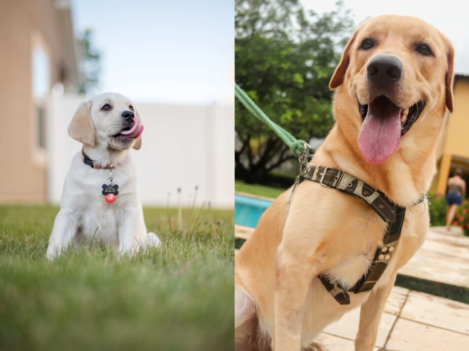 Puppy draagt halsband naast een labrador met een tuigje